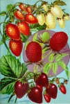 Vintage Botanical Strawberry Fruit