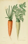 Vintage Botanical Carrot Turnip