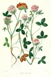 Vintage Botanical Clover Flowers