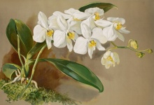 Vintage Botanical Orchid Flowers