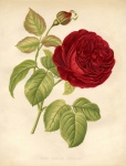 Vintage Botanical Rose Flower