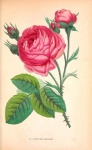 Vintage Botanical Roses Flowers