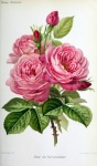 Vintage Botanical Roses Flowers