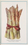 Vintage Botanical Asparagus Vegetable