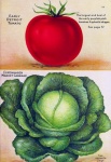 Vintage Botanical Tomato Cabbage