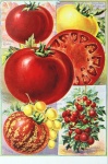 Vintage Botanical Tomato Vegetable