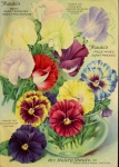 Vintage Botanical Violet Flowers