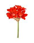 Vintage Clipart Amaryllis Flower