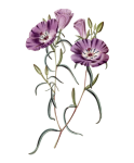 Vintage Clipart Lilac Flowers