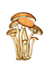 Vintage Clipart Mushroom Champion