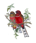 Vintage Clipart Tropical Birds