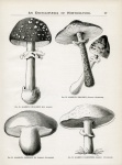 Vintage Toadstool Mushrooms Champions