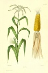 Vintage Garden Vegetable Corn