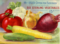 Vintage Garden Vegetable Poster