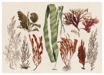 Vintage Illustration Of Seaweed Grass