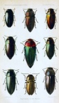 Vintage Bugs Insects Illustration