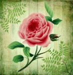 Vintage Art Flower Rose