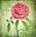 Vintage Art Flower Rose