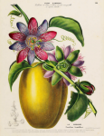 Vintage Art Floral Passionflower