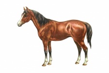 Vintage Art Brown Horse
