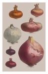 Vintage Art Vegetable Onions