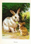 Vintage Art Hare Illustration