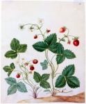 Vintage Art Illustration Strawberry