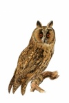 Vintage Art Illustration Owl