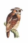 Vintage Art Illustration Owl