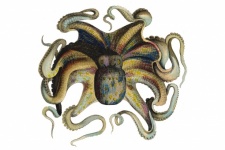 Vintage Art Illustration Octopus