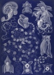 Vintage Art Illustration Jellyfish
