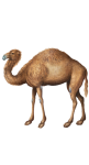 Vintage Art Camel Dromedary
