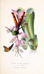 Vintage Art Hummingbird Butterfly