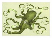 Vintage Art Octopus