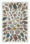 Vintage Art Shells Sea Shells