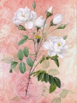Vintage Art Roses Flowers