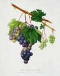 Vintage Art Red Grapes