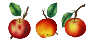 Vintage Peach Apple Art