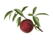 Vintage Peach Fruit Fruit
