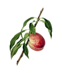 Vintage Peach Fruit Fruit