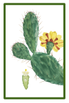 Vintage Prickly Pear Cactus