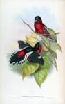 Birds Vintage Art Illustration
