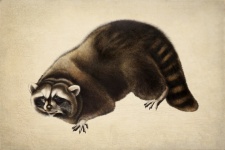 Raccoon Illustration Vintage Art