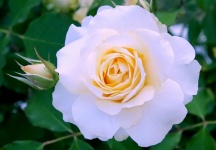 White Rose Flower Blossom