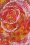 Wet Rose Art