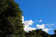 White Clouds & Trees In Blue Sky