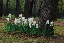 White Iris Flowers In Trees