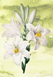 White Lily On Watercolor Background