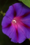 White Pollen Inside Purple Flower