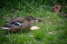 Mallard, Duck, Bird